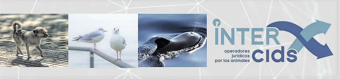 Masterclass gratuita: &iquest;C&oacute;mo afecta el procedimiento sancionador a nivel municipal en la protecci&oacute;n de los animales?